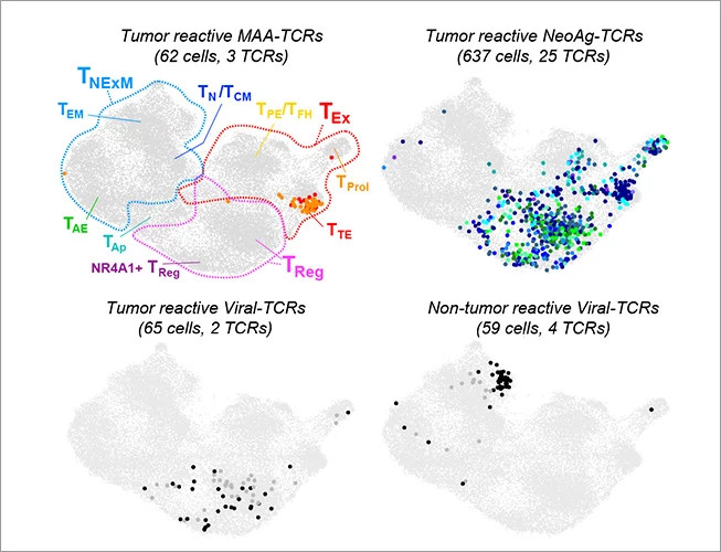 cpcv-antigen-diagram-653x500.jpg