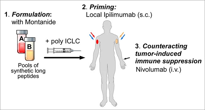 cpcv-neoantigen-vaccine-diagram-653x352.jpg