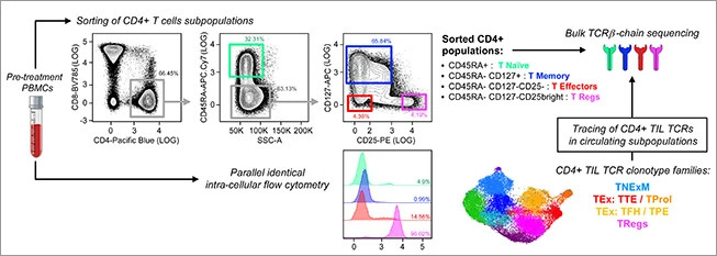 cpcv-phenotype-and-clonotype-diagram-653x233.jpg
