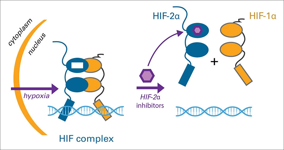 hif-proteins-illustration-913x481.jpg