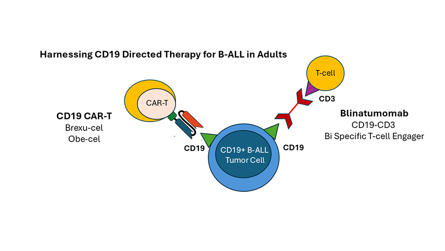 cd19-directed-therapy-for-b-all-913x514.png